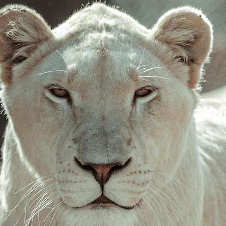 Lions View Accommodation Νέλσπρουιτ Εξωτερικό φωτογραφία