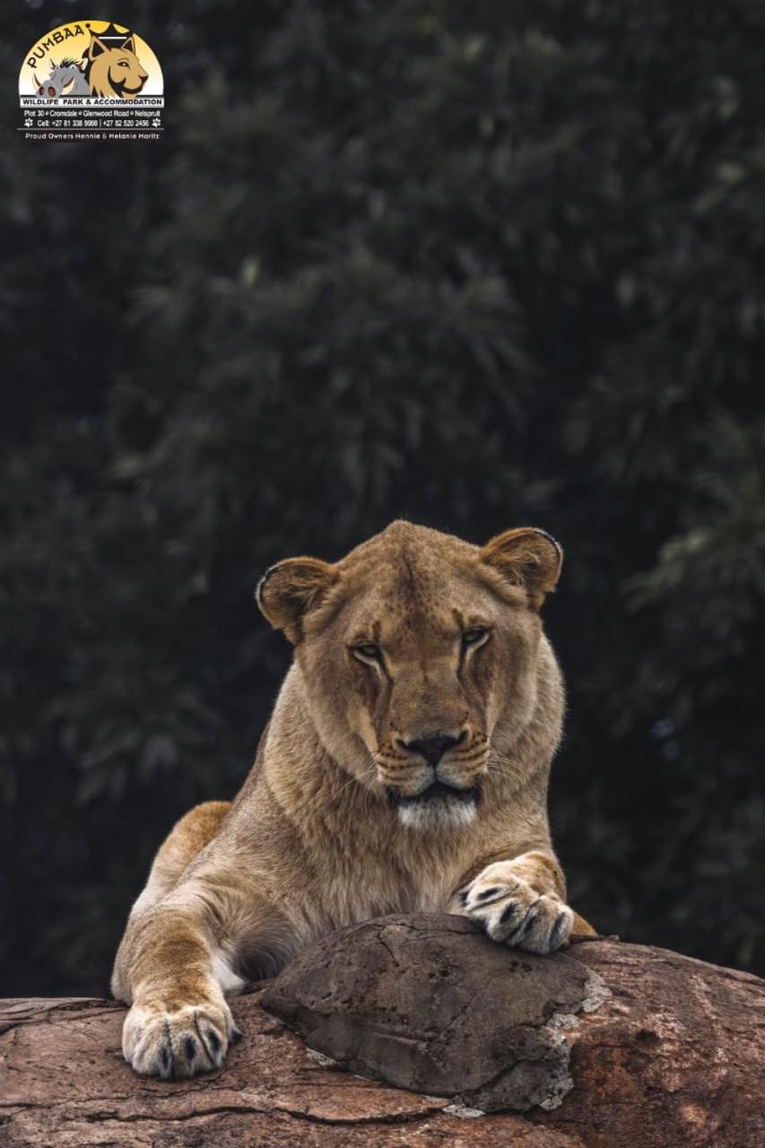 Lions View Accommodation Νέλσπρουιτ Εξωτερικό φωτογραφία