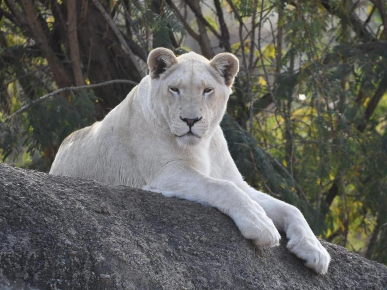 Lions View Accommodation Νέλσπρουιτ Εξωτερικό φωτογραφία