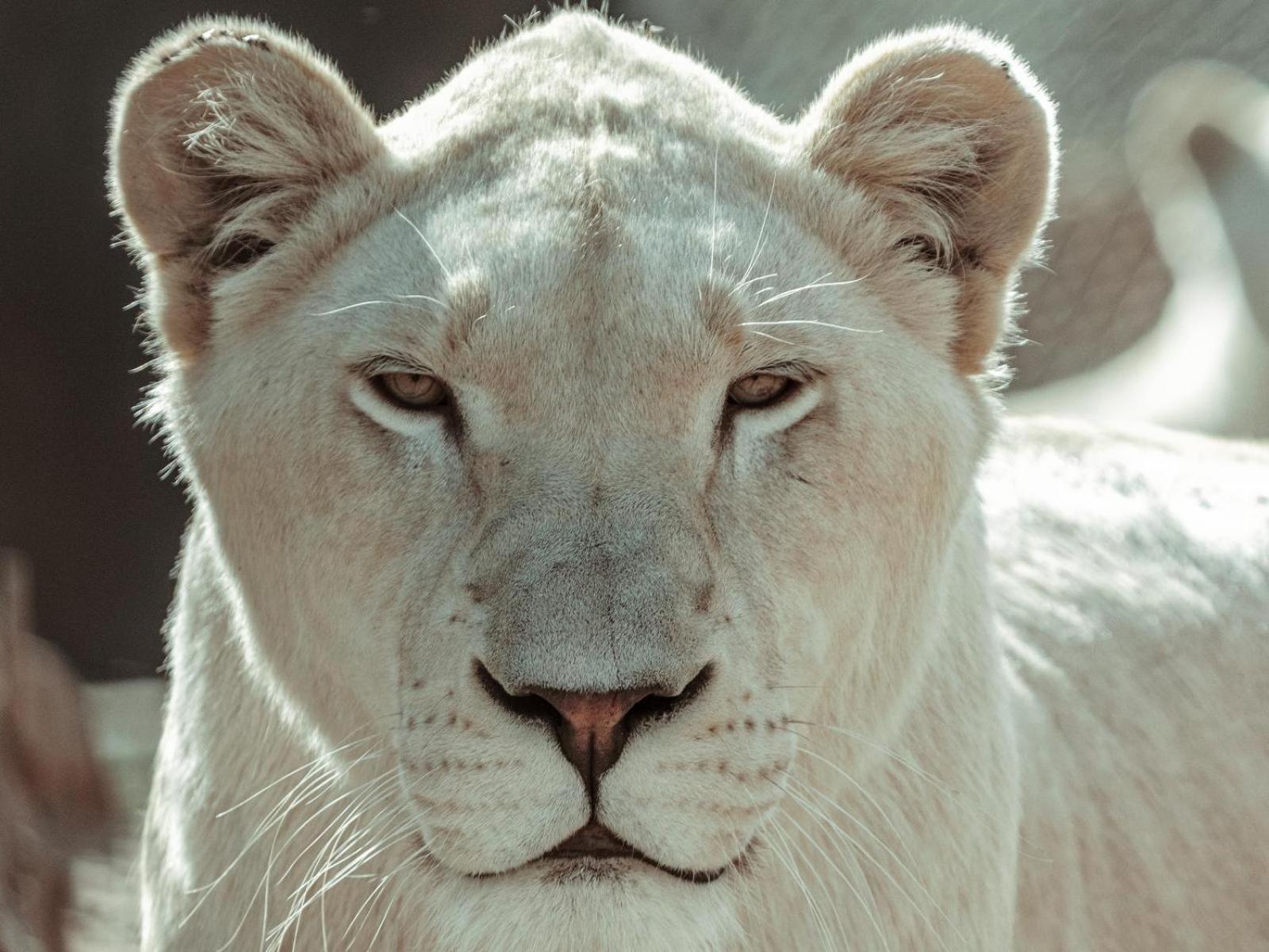 Lions View Accommodation Νέλσπρουιτ Εξωτερικό φωτογραφία
