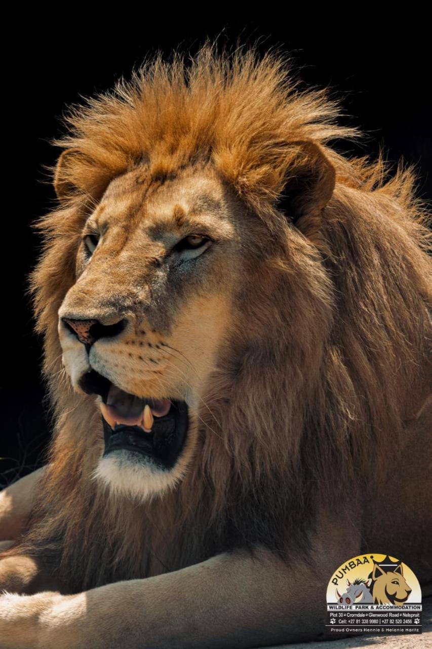 Lions View Accommodation Νέλσπρουιτ Εξωτερικό φωτογραφία