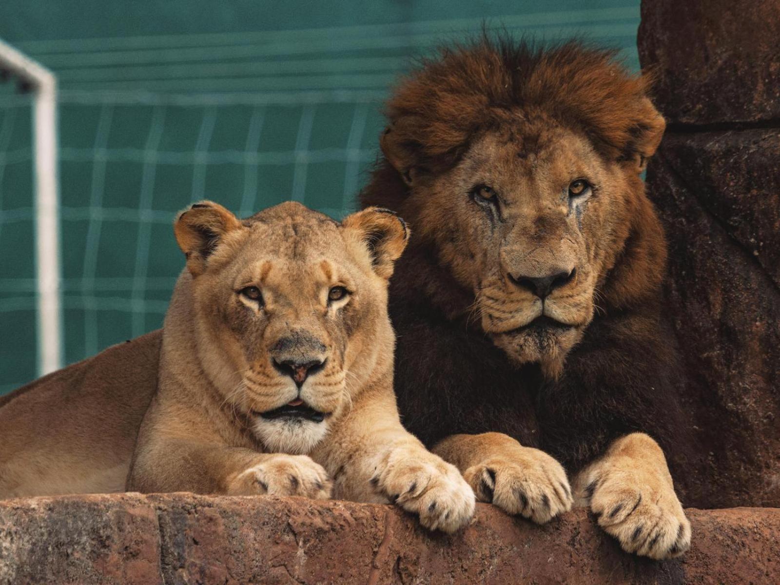 Lions View Accommodation Νέλσπρουιτ Εξωτερικό φωτογραφία